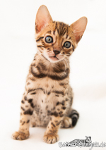 Bengal Kitten